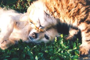 Leia mais sobre o artigo Qual seu animal favorito em chinês?